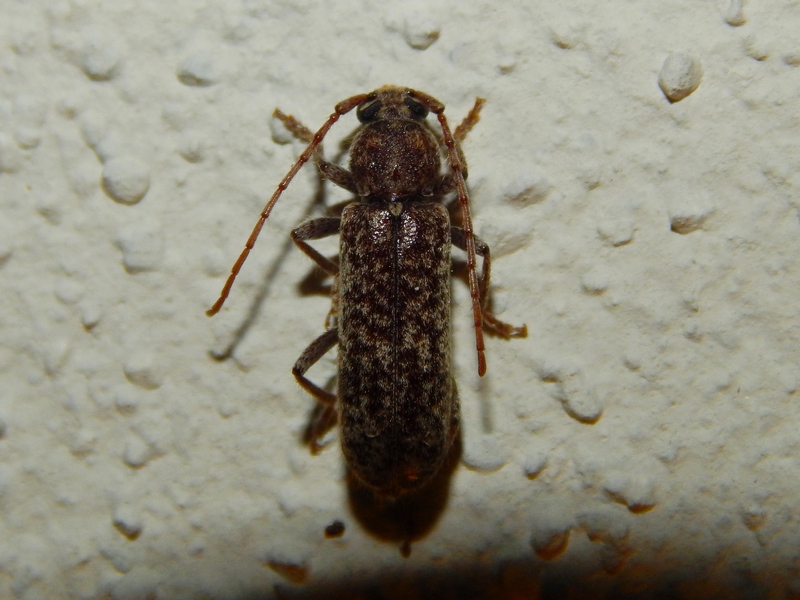 Trichoferus fasciculatus (Cerambycidae)